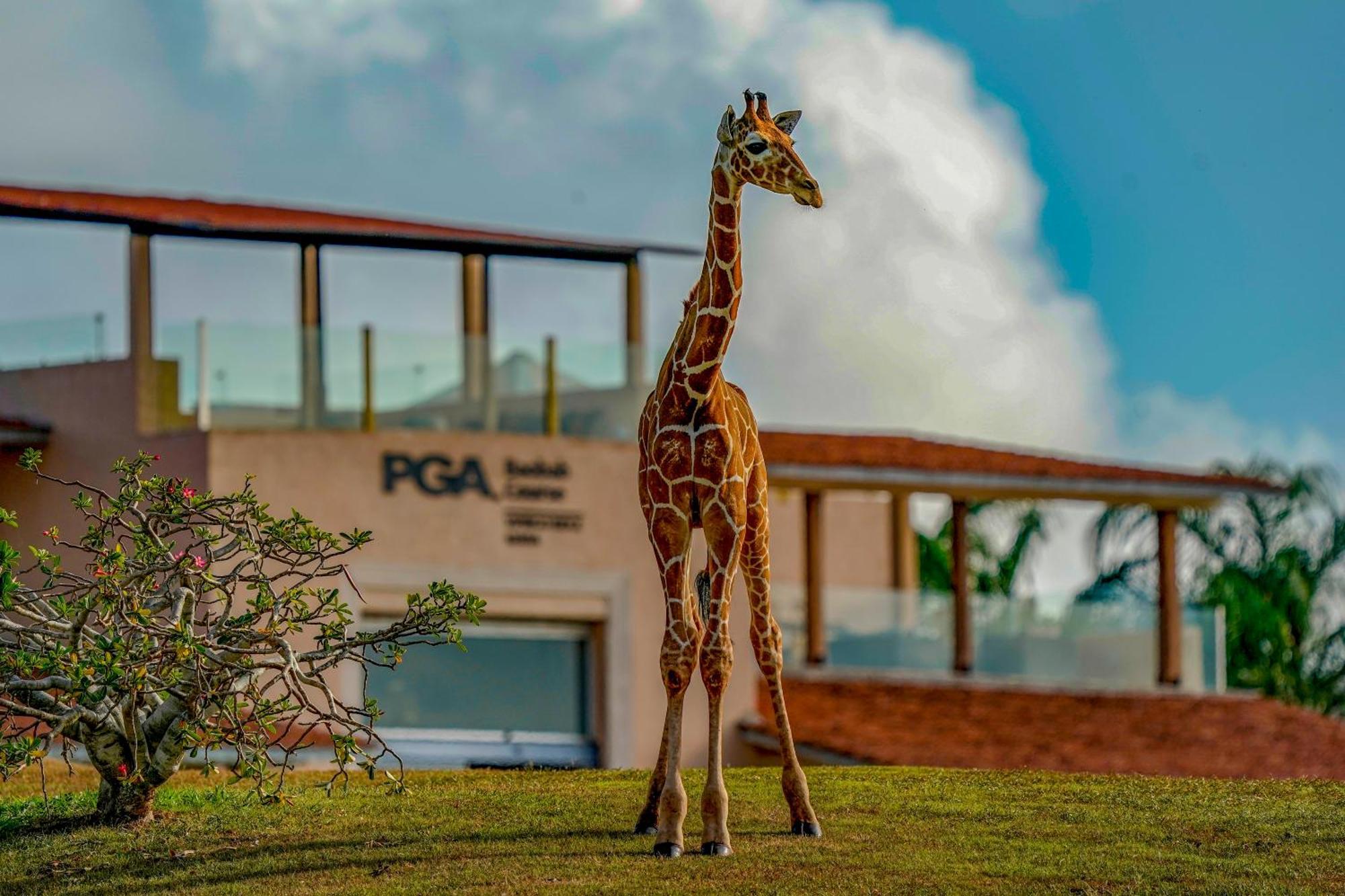 Vipingo Ridge Limited Hotel Килифи Екстериор снимка